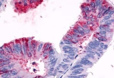 Immunohistochemistry-Paraffin: GPR119 Antibody [NBP3-14344]