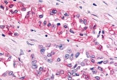 Immunohistochemistry-Paraffin: GPR119 Antibody [NBP3-14344]