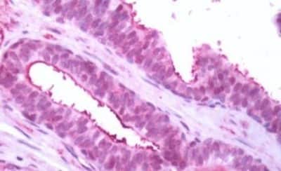 Immunohistochemistry-Paraffin: GPR119 Antibody [NBP3-14345]