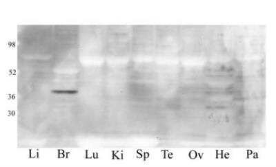Western Blot: GPR12 AntibodyBSA Free [NLS78]