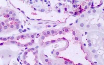 Immunohistochemistry-Paraffin: GPR137B Antibody - BSA Free [NLS792]