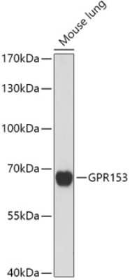 Western Blot: GPR153 AntibodyAzide and BSA Free [NBP3-04100]