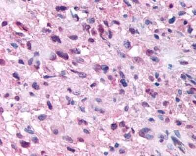 Immunohistochemistry-Paraffin: GPR154 Antibody - BSA Free [NBP1-44315]