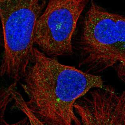 Immunocytochemistry/ Immunofluorescence: GPR162 Antibody [NBP2-33740]
