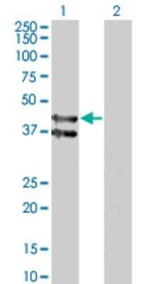 Western Blot: GPR175 Antibody (6D7) [H00131601-M01]