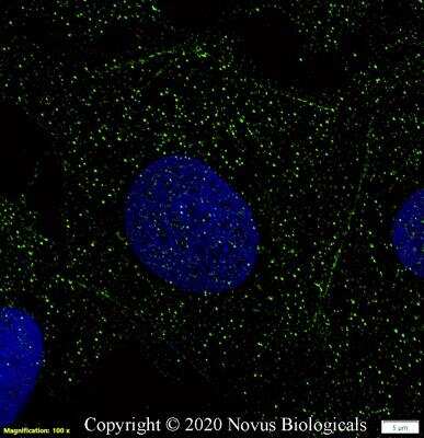 Immunocytochemistry/ Immunofluorescence: GPR18 Antibody - BSA Free [NBP2-24918]