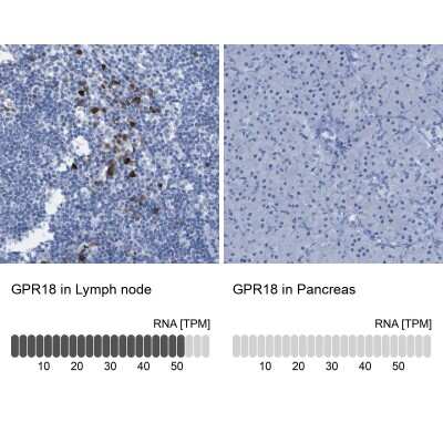 Immunohistochemistry-Paraffin: GPR18 Antibody [NBP1-87573]