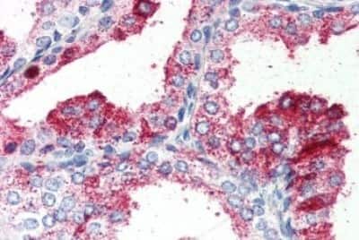 Immunohistochemistry-Paraffin: GPR27 Antibody [NBP3-14357]
