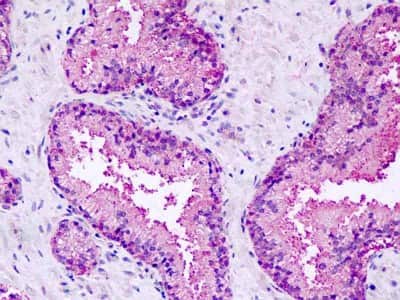 Immunohistochemistry-Paraffin: GPR27 Antibody [NBP3-14356]