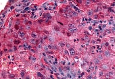 Immunohistochemistry-Paraffin: GPR27 Antibody [NBP3-14356]