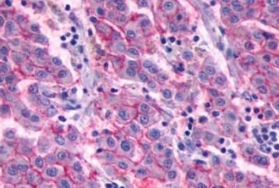 Immunohistochemistry-Paraffin: GPR27 Antibody [NBP3-14356]