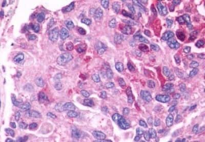 Immunohistochemistry-Paraffin: GPR27 Antibody [NBP3-14356]