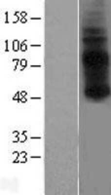 Western Blot: GPR3 Overexpression Lysate [NBP2-07765]