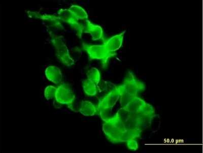 Immunocytochemistry/ Immunofluorescence: GPR34 Antibody [H00002857-B01P]