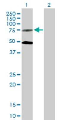 Western Blot: GPR50 Antibody [H00009248-B01P]