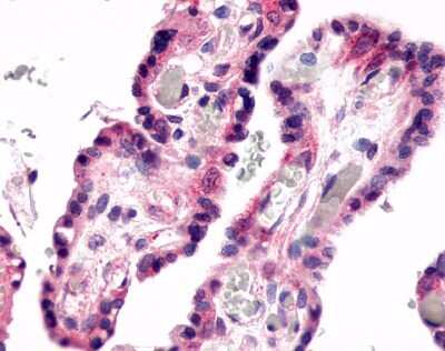 Immunohistochemistry-Paraffin: GPR78 Antibody - BSA Free [NLS3278]