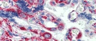 Immunohistochemistry-Paraffin: GPR6 Antibody [NBP1-60013]