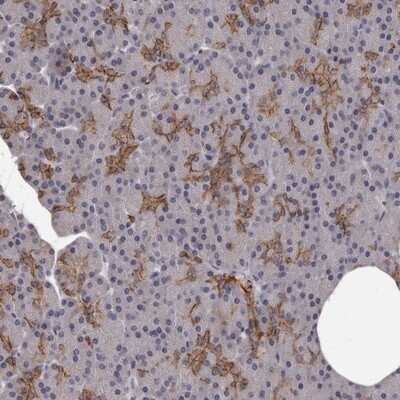 Immunohistochemistry-Paraffin: GPR78 Antibody [NBP1-86467]