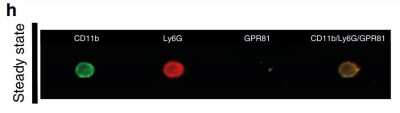 Immunocytochemistry/ Immunofluorescence: GPR81 Antibody - BSA Free [NLS2095]