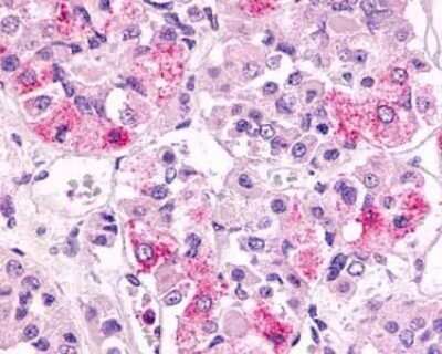 Immunohistochemistry-Paraffin: GPR81 Antibody - BSA Free [NLS2091]