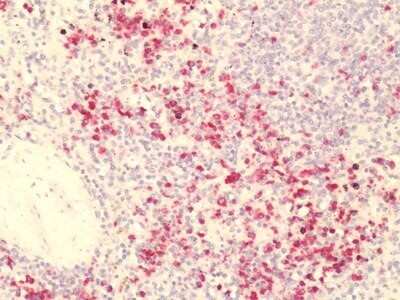 Immunohistochemistry-Paraffin: GPR84 Antibody - BSA Free [NLS343]