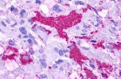 Immunohistochemistry-Paraffin: GPR84 Antibody - BSA Free [NLS343]