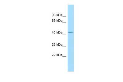 Western Blot: GPR85 Antibody [NBP2-82242]