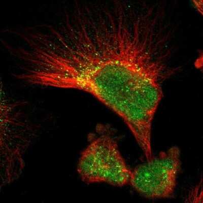 Immunocytochemistry/ Immunofluorescence: GPRC5B Antibody [NBP1-87160]
