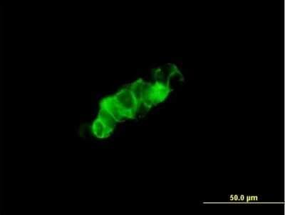 Immunocytochemistry/ Immunofluorescence: GPRC5C Antibody [H00055890-B01P]