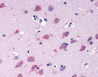 Immunohistochemistry-Paraffin: GPRC6A Antibody - BSA Free [NLS2576]