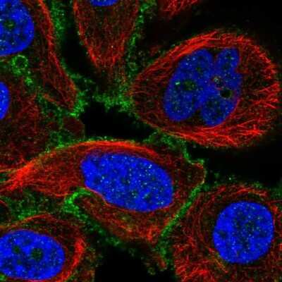Immunocytochemistry/ Immunofluorescence: GPRIN1 Antibody [NBP2-55391]