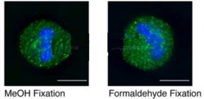 Immunocytochemistry/ Immunofluorescence: GPSM2 Antibody [NBP1-53125]