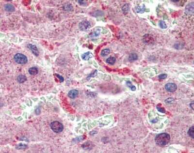 Immunohistochemistry: GPSM2 Antibody [NBP1-53125]
