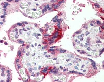 Immunohistochemistry-Paraffin: GPSM2 Antibody [NBP1-53125]