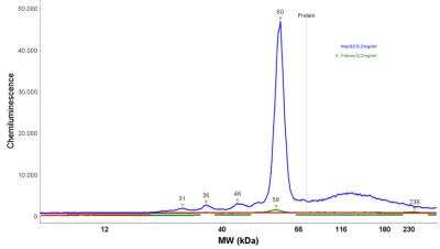 Simple Western: GPT2 Antibody [NBP2-14072]