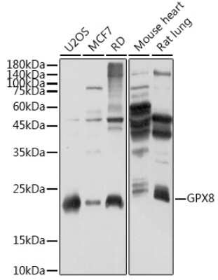 Western Blot: GPX8 AntibodyAzide and BSA Free [NBP3-16011]