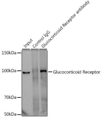 Immunoprecipitation: GR/NR3C1 Antibody (2K3E8) [NBP3-15789]