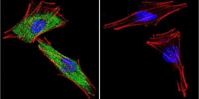 Immunocytochemistry/ Immunofluorescence: GR/NR3C1 Antibody - Azide and BSA Free [NB120-3579]