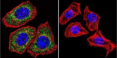 Immunocytochemistry/ Immunofluorescence: GR/NR3C1 Antibody (BuGR2) - BSA Free [NB300-731]