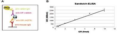 ELISA: GR/NR3C1 Antibody (C.15200010) [NBP2-59202]
