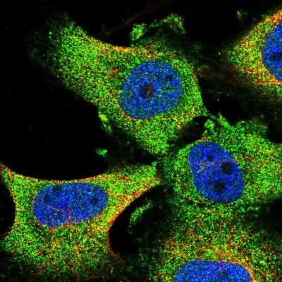 Immunocytochemistry/ Immunofluorescence: GRAF Antibody [NBP2-38235]