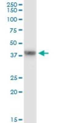 Immunoprecipitation: GRAP2 Antibody (1G12) [H00009402-M01]