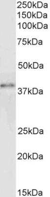 Western Blot: GRAP2 Antibody [NB100-805]