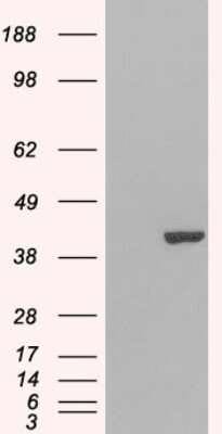 Western Blot: GRAP2 Antibody [NB100-805]