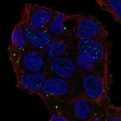Immunocytochemistry/ Immunofluorescence: GRASP Antibody [NBP2-56213]