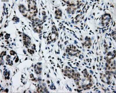 Immunohistochemistry-Paraffin: GRASP1 Antibody (OTI1E3) [NBP2-02277]