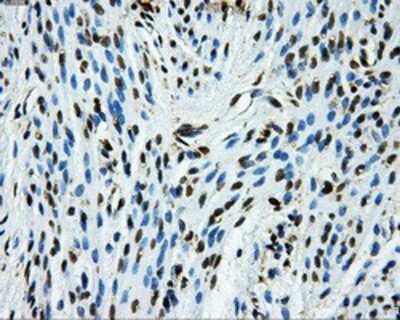 Immunohistochemistry-Paraffin: GRASP1 Antibody (OTI1E3) [NBP2-02277]