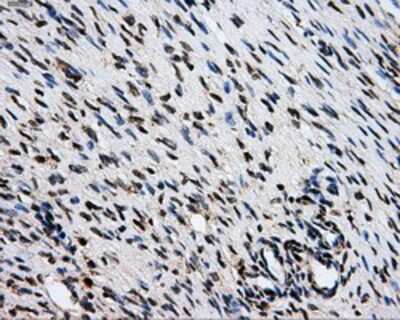 Immunohistochemistry-Paraffin: GRASP1 Antibody (OTI1E3) [NBP2-02277]