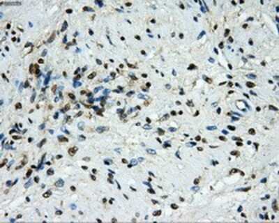 Immunohistochemistry-Paraffin: GRASP1 Antibody (OTI1E3) [NBP2-02277]