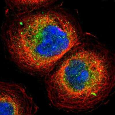 Immunocytochemistry/ Immunofluorescence: GRASP1 Antibody [NBP1-85103]